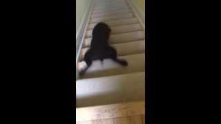 Štěně labradora si umí užít schody :)