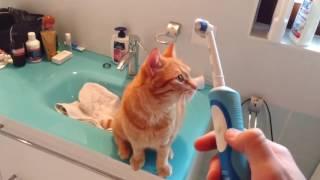 Kočka miluje zubní kartáček