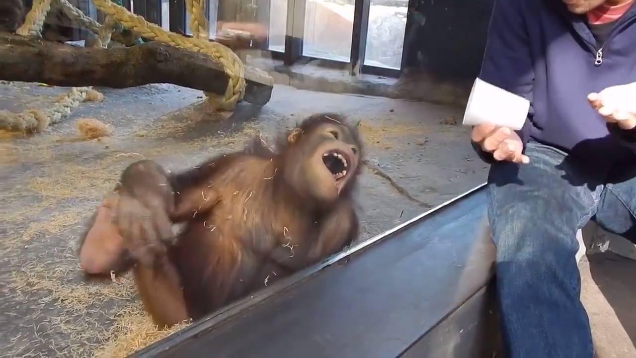 Naivní trik, po kterým se i orangutan válí smíchy :)