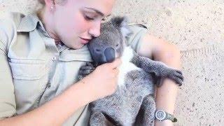 Tulící se Koala